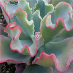 Echeveria gibbiflora 39usd Ngryise 300Pcs A Set Seed