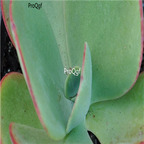 Echeveria gigantea 39usd Ngryise 300Pcs A Set Seed