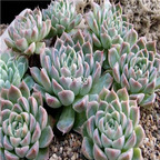 Echeveria halbingeri v sanchez-mejoradae 39usd Ngryise 300Pcs A Set Seed
