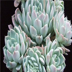 Echeveria halbingeri 39usd Ngryise 300Pcs A Set Seed