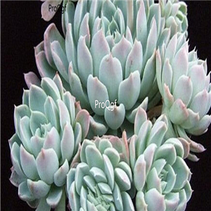Echeveria halbingeri 39usd Ngryise 300Pcs A Set Seed
