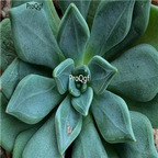 Echeveria heterosepala 39usd Ngryise 300Pcs A Set Seed