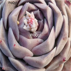 Echeveria hyalina 39usd Ngryise 300Pcs A Set Seed