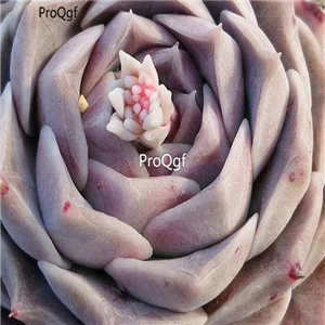 Echeveria hyalina 39usd Ngryise 300Pcs A Set Seed