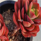 Echeveria juliana 39usd Ngryise 300Pcs A Set Seed