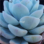 Echeveria laui 39usd Ngryise 300Pcs A Set Seed