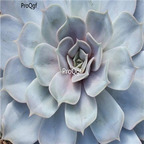 Echeveria lilacina 39usd Ngryise 300Pcs A Set Seed