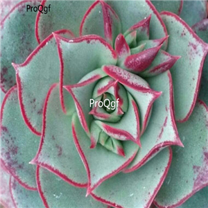 Echeveria longissima  brachyantha  39usd Ngryise 300Pcs A Set Seed