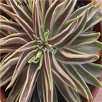 Echeveria lutea 39usd Ngryise 300Pcs A Set Seed