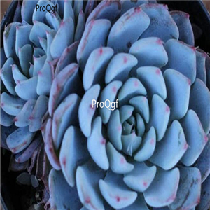 Echeveria minima  39usd Ngryise 300Pcs A Set Seed