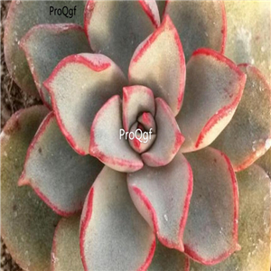 Echeveria moranii 39usd Ngryise 300Pcs A Set Seed