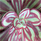 Echeveria nodulosa 39usd Ngryise 300Pcs A Set Seed