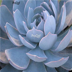Echeveria peacockii subsessilis 39usd Ngryise 300Pcs A Set Seed