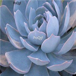 Echeveria peacockii subsessilis 39usd Ngryise 300Pcs A Set Seed