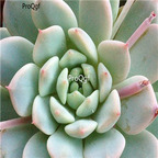 Echeveria prolifica 39usd Ngryise 300Pcs A Set Seed