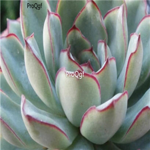Echeveria pulidonis  39usd Ngryise 300Pcs A Set Seed