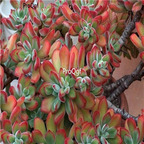 Echeveria pulvinata Ruby 39usd Ngryise 300Pcs A Set Seed