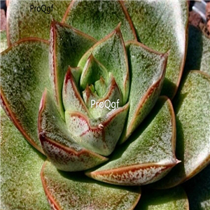 Echeveria purpusorum 39usd Ngryise 300Pcs A Set Seed