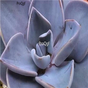 Echeveria rodolfi  39usd Ngryise 300Pcs A Set Seed