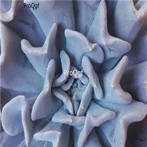 Echeveria runyonii  39usd Ngryise 300Pcs A Set Seed