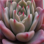 Echeveria secunda  Puebla 39usd Ngryise 300Pcs A Set Seed