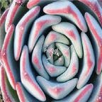 Echeveria secunda  Reglensis 39usd Ngryise 300Pcs A Set Seed
