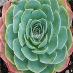 Echeveria secunda Glauca 39usd Ngryise 300Pcs A Set Seed