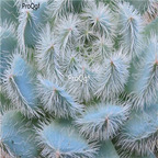 Echeveria setosa deminuta 39usd Ngryise 300Pcs A Set Seed