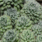 Echeveria setosa v ciliata 39usd Ngryise 300Pcs A Set Seed