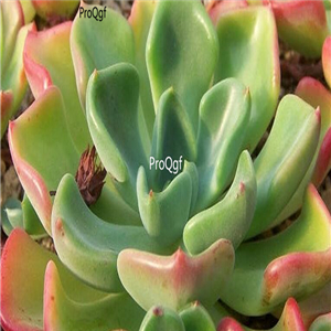 Echeveria setosa v oteroi 39usd Ngryise 300Pcs A Set Seed