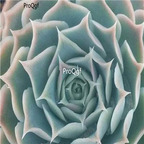 Echeveria simulans Ascension  39usd Ngryise 300Pcs A Set Seed