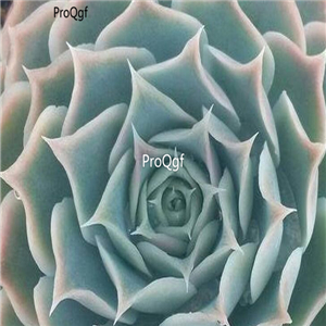Echeveria simulans Ascension  39usd Ngryise 300Pcs A Set Seed