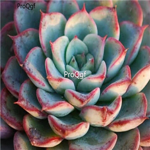 Echeveria sp El Encino 39usd Ngryise 300Pcs A Set Seed