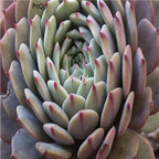 Echeveria sp Pinwheel 39usd Ngryise 300Pcs A Set Seed