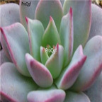 Echeveria sp Real de Catorce  39usd Ngryise 300Pcs A Set Seed