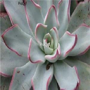 Echeveria strictiflora 39usd Ngryise 300Pcs A Set Seed