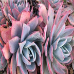 Echeveria subalpina 39usd Ngryise 300Pcs A Set Seed