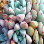 Echeveria subcorymbosa 39usd Ngryise 300Pcs A Set Seed