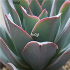 Echeveria subrigida Pinal de Amoles 39usd Ngryise 300Pcs A Set Seed