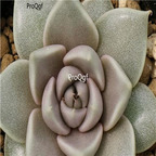 Echeveria tobarensis 39usd Ngryise 300Pcs A Set Seed