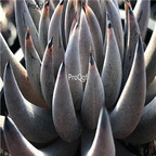 Echeveria unguiculata 39usd Ngryise 300Pcs A Set Seed