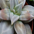 Echeveria xichuensis 39usd Ngryise 300Pcs A Set Seed