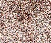 18usd 300Pcs A Set Anubias Nana Barteri seed