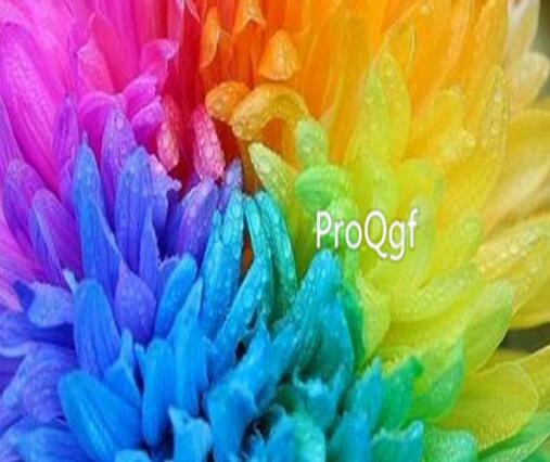 18usd ngryise 3000pcs Bracteantha bracteata seed
