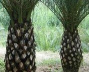 18usd NGRYISE 100PCS Phoenix canariensis seed