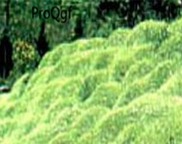 29usd Prodgf 5000Pcs A Set IRISH MOSS FORMS seed