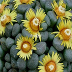 Seed Ngryise Aloinopsis mix 100pcs 18usd