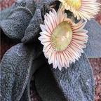 seed ngryise Aloinopsis rubrolineata 100pcs 18usd