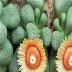 seed ngryise Aloinopsis schooneesii 100pcs 18usd
