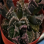 Aloinopsis setifera 100pcs 18usd